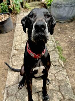 Rescue Great Dane Dogs for Adoption in Pensacola, Florida - Maurice Aka Mo | PetCurious