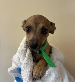 Chihuahua and Mixed Breed Dogs Available for Adoption - Hershey | PetCurious