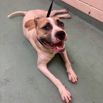Mixed Breed Dogs Available for Adoption in Memphis, Tennessee - Jewel | PetCurious
