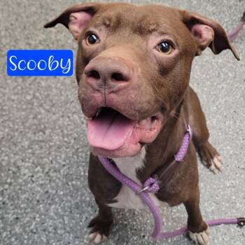 Scooby -  Pointer and Pit Bull Terrier Dog for Adoption in Parkersburg, West Virginia - Scooby | PetCurious