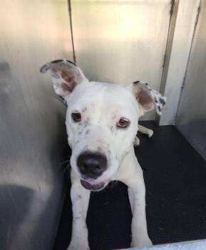 PUMA THURMAN -  American Staffordshire Terrier Dog for Adoption in San Antonio, Texas - PUMA THURMAN | PetCurious