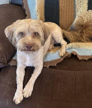 Brownie -  Lhasa Apso and Poodle Dog for Adoption - Brownie | PetCurious