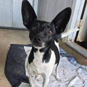 Rat Terrier and Jack Russell Terrier Dogs Available for Adoption - Sally Mae BW | PetCurious