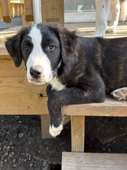 Collie and Catahoula Leopard Dog Dogs Available for Adoption in Orland Park, Illinois - Guy Smiley | PetCurious