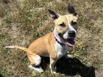 JASPER -  Pit Bull Terrier and Mixed Breed Dog for Adoption in Mckinleyville, California - JASPER | PetCurious