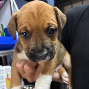 Rescue Mixed Breed Dogs for Adoption in Savannah, Georgia - Uranus (Space) | PetCurious