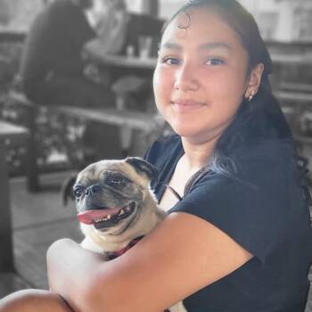 Rescue Pug Dogs for Adoption in Cupertino, California - MISSY CAROLINE | PetCurious