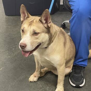 Butters -  Mixed Breed Dog for Adoption in Dickinson, Texas - Butters | PetCurious