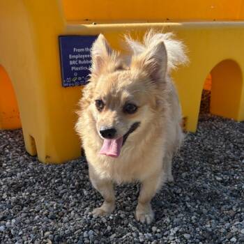 Bayra -  Chihuahua Dog for Adoption in Fort Wayne, Indiana - Bayra | PetCurious
