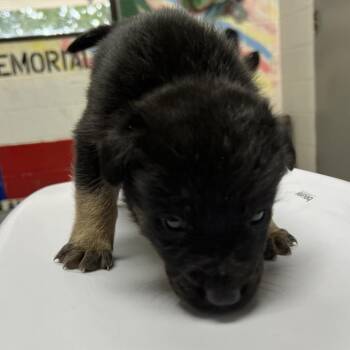 Shepherd Dogs Available for Adoption - Alloy | PetCurious