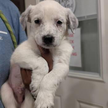 Gibby -  Cattle Dog and Mixed Breed Dog for Adoption in Buchanan Dam, Texas - Gibby | PetCurious