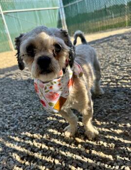 Molly -  Shih Tzu Dog for Adoption in Ripon, California - Molly | PetCurious
