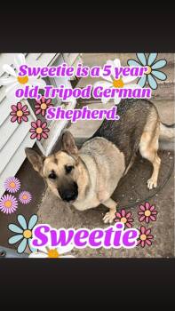 German Shepherd Dog Dogs Available for Adoption - Sweetie | PetCurious