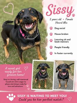 Sissy -  Black And Tan Coonhound Dog for Adoption in Ashland, Kentucky - Sissy | PetCurious