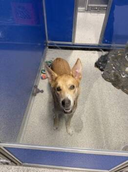Chip -  Siberian Husky and German Shepherd Dog Dog for Adoption in Pequot Lakes, Minnesota - Chip | PetCurious