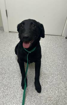 Black Labrador Retriever Dogs Available for Adoption in Lancaster, Pennsylvania - Dixie | PetCurious