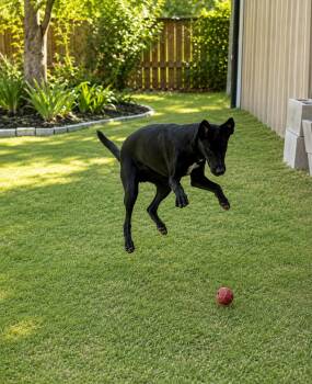 Hopper -  Black Labrador Retriever and Cattle Dog Dog for Adoption in Bandera, Texas - Hopper | PetCurious