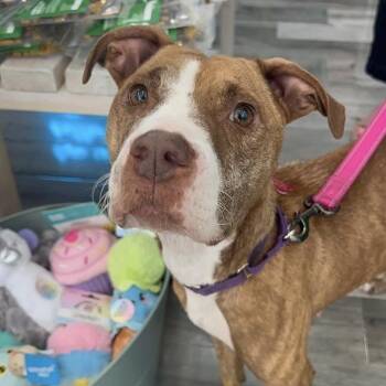 Rescue Mixed Breed Dogs for Adoption in Yaphank, New York - Sugar | PetCurious