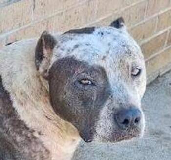 Marge -  American Staffordshire Terrier and Mixed Breed Dog for Adoption in New York, New York - Marge | PetCurious