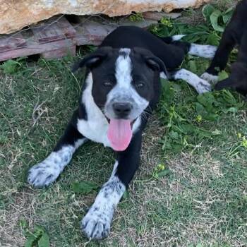 Terrier and Australian Cattle Dog Blue Heeler Dogs Available for Adoption in San Antonio, Texas - Halo | PetCurious