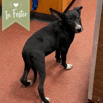 River -  Shepherd and Border Collie Dog for Adoption in St. Augustine, Florida - River | PetCurious