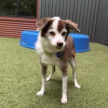 Ruckus -  Terrier and Mixed Breed Dog for Adoption in Bellevue, Washington - Ruckus | PetCurious