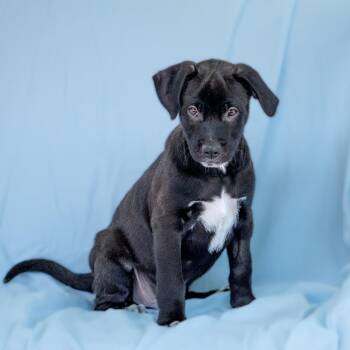 Spaniel and Terrier Dogs Available for Adoption in San Diego, California - Emmy Pup - Knotts | PetCurious