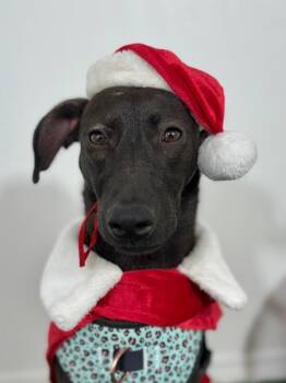 Black Labrador Retriever and Whippet Dogs Available for Adoption - Koko | PetCurious