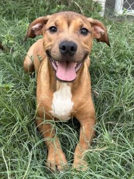 Rescue American Staffordshire Terrier and Mixed Breed Dogs for Adoption in San Antonio, Texas - Zuko | PetCurious