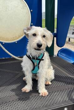 Murphy -  Schnauzer Dog for Adoption in Arlington, Virginia - Murphy | PetCurious
