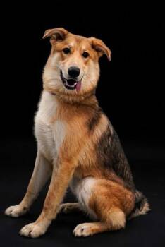 Miami 863-26 -  German Shepherd Dog and Collie Dog for Adoption in Cumming, Georgia - Miami 863-26 | PetCurious