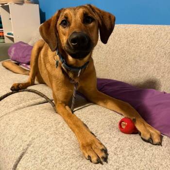 Dawn -  Shepherd and Mixed Breed Dog for Adoption in Chicago, Illinois - Dawn | PetCurious