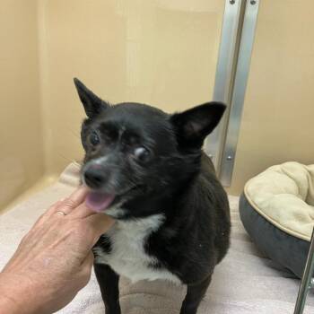 Chihuahua Dogs Available for Adoption in Lyndhurst, Virginia - 70612 | PetCurious