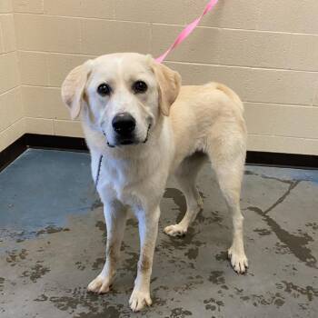 Rosie -  Mixed Breed Dog for Adoption in Memphis, Tennessee - Rosie | PetCurious