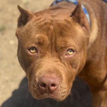 Reggie -  Pit Bull Terrier Dog for Adoption in Goleta, California - Reggie | PetCurious