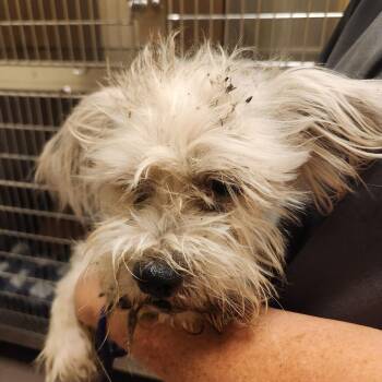 Basil-63318 -  Terrier and Mixed Breed Dog for Adoption in Bend, Oregon - Basil-63318 | PetCurious