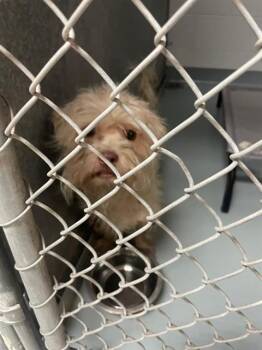 SCRUFFY -  Maltese and Mixed Breed Dog for Adoption in St. Cloud, Florida - SCRUFFY | PetCurious