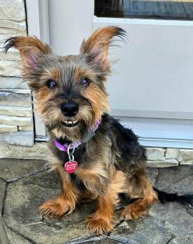 Lady Luna -  Yorkshire Terrier Dog for Adoption in Baltimore, Maryland - Lady Luna | PetCurious