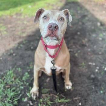 Mixed Breed Dogs Available for Adoption in Fernandina Beach, Florida - MARTHA | PetCurious