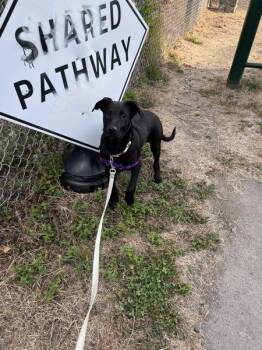 Tasha -  German Shepherd Dog and Belgian Shepherd Malinois Dog for Adoption in Victoria, British Columbia - Tasha | PetCurious