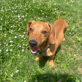 Pip -  Mixed Breed Dog for Adoption in Oshkosh, Wisconsin - Pip | PetCurious