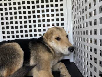 A1921156 -  Shar Pei and Mixed Breed Dog for Adoption in Riverside, California - A1921156 | PetCurious