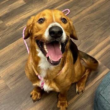 Odie -  Mixed Breed Dog Available for Adoption in Jeffersonville, Indiana - Odie | PetCurious