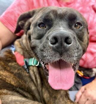 Mable -  Boxer and Mixed Breed Dog for Adoption in Wheaton, Illinois - Mable | PetCurious