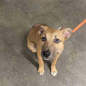 Shepherd and Mixed Breed Dogs Available for Adoption - Tracer | PetCurious