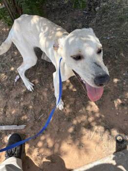 A478892 -  Pit Bull Terrier and Mixed Breed Dog for Adoption in Oklahoma City, Oklahoma - A478892 | PetCurious