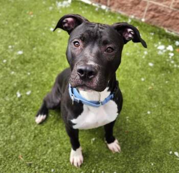 Pit Bull Terrier and Mixed Breed Dogs Available for Adoption - GHOST | PetCurious
