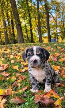 Pickles (Puppies of momma dog with Sierra 1) -  Shar Pei and Cocker Spaniel Dog for Adoption in Lewis Center, Ohio - Pickles (Puppies Of Momma Dog With Sierra 1) | PetCurious