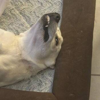 Retriever Dogs Available for Adoption in Dallas, Texas - Freya V (New Digs) | PetCurious