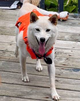 Anna -  Shiba Inu Dog for Adoption in Chicago, Illinois - Anna | PetCurious